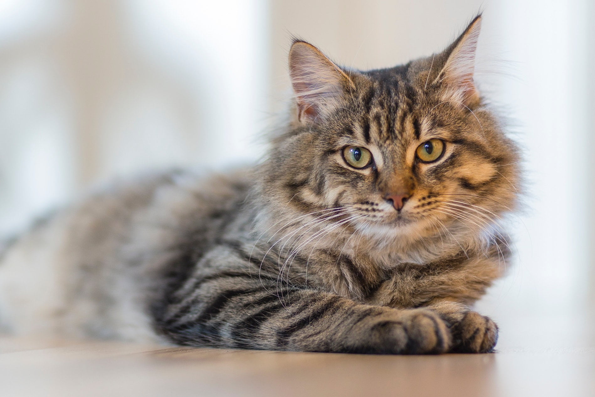 Så väljer du kattsand för din katt
