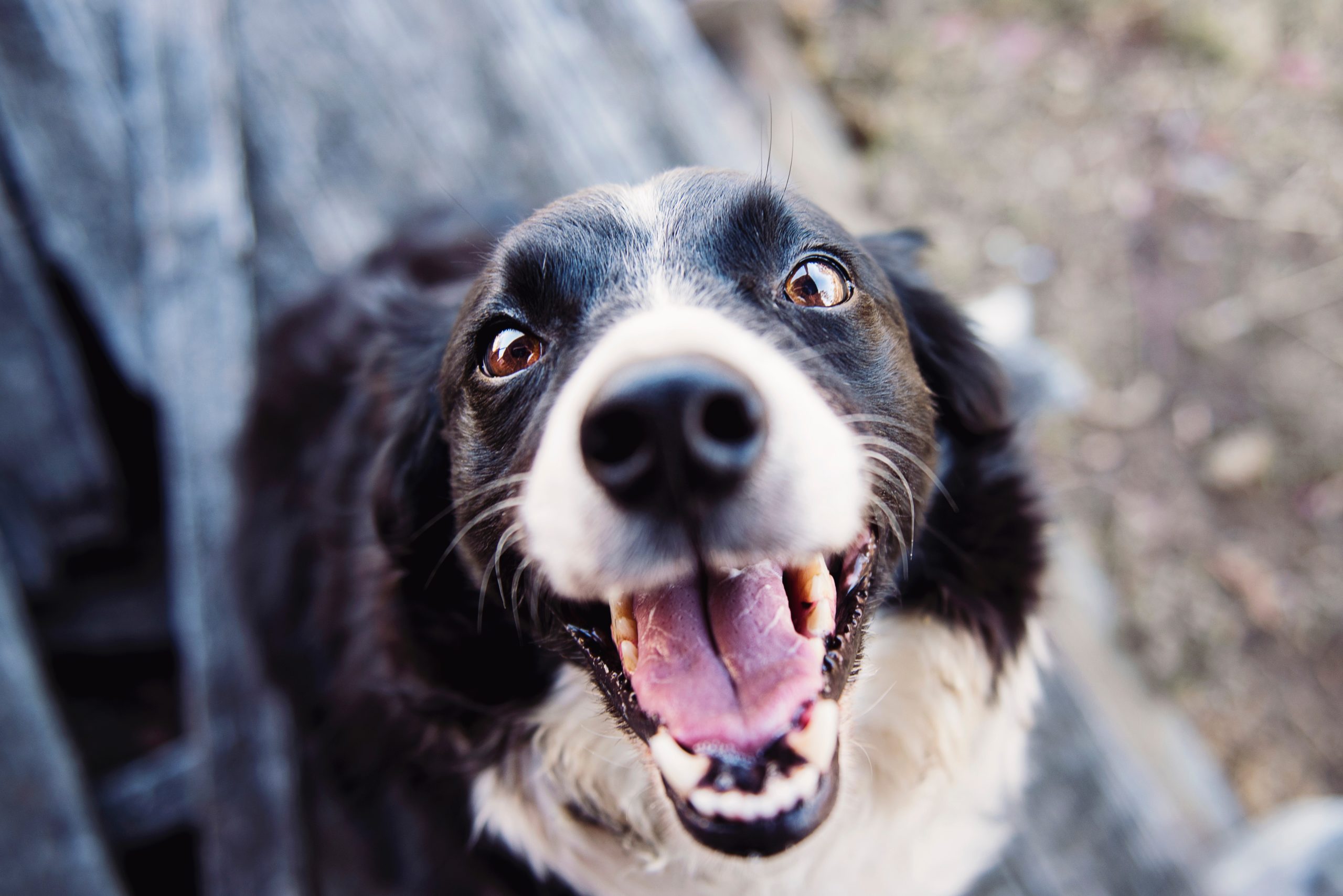 Enkel hundpassning med DogBuddy